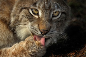 Кот побил хозяйку из-за фразы на "кошачьем" Кот побил хозяйку из-за фразы на "кошачьем"