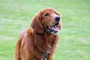 Завистники убили собаку за $75 тысяч Завистники убили собаку за $75 тысяч