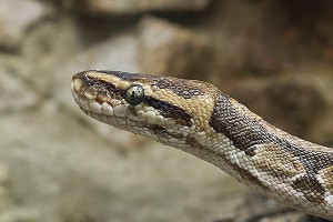 Австралиец нашел в коробке с хлопьями змею Австралиец нашел в коробке с хлопьями змею