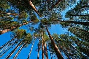 Варварскую вырубку леса возьмут под контроль Варварскую вырубку леса возьмут под контроль