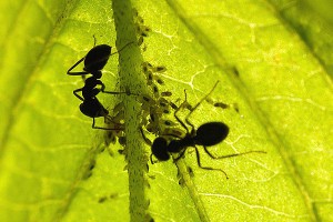 Ученые нашли идеальный размер муравьев Ученые нашли идеальный размер муравьев