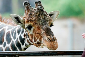 Калининградская жирафиха умерла от шока Калининградская жирафиха умерла от шока