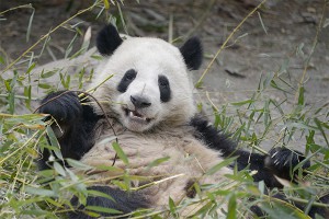 Укушенный пандой китаец отсудил $83 тысячи Укушенный пандой китаец отсудил $83 тысячи