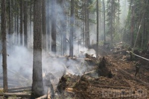 Ущерб от лесных пожаров составил 16 миллионов рублей