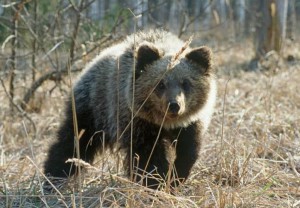 В «Брянском лесу» медведи проснулись раньше срока