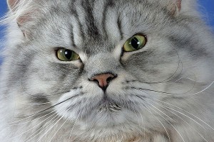 Старый кот держит в страхе прихожан церкви Старый кот держит в страхе прихожан церкви