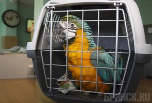 На станции Суземка задержаны 11 попугаев-нелегалов