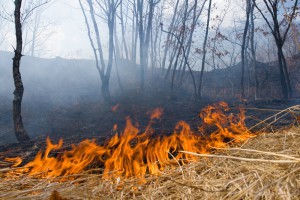 В Брянской области начали гореть леса
