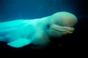 Кит прилетел в Москву в специальной ванне Кит прилетел в Москву в специальной ванне