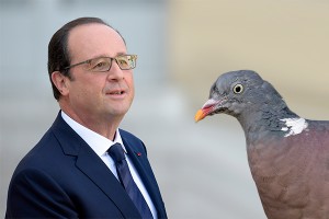 Олланд обрадовался птичьему помету Олланд обрадовался птичьему помету