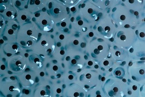 Палеонтологи открыли новый вид амфибий Палеонтологи открыли новый вид амфибий