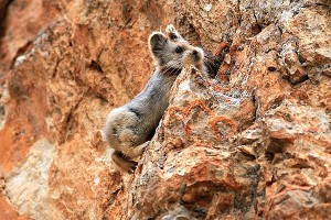 В Китае обнаружили "волшебного кролика" В Китае обнаружили "волшебного кролика"