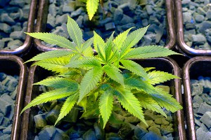 В Латвии хотят легализовать марихуану В Латвии хотят легализовать марихуану