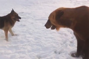 Играющий с собакой медведь покорил YouTube Играющий с собакой медведь покорил YouTube