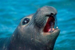 Тюленей обвинили в поедании акул Тюленей обвинили в поедании акул