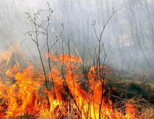 В Суземском районе ликвидирован лесной пожар