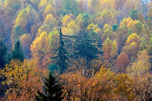 НАТО ищет российские танки под деревьями НАТО ищет российские танки под деревьями