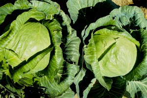 Цена на капусту выросла на 66% Цена на капусту выросла на 66%