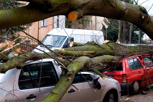 Сильный ветер устроил хаос в столице Сильный ветер устроил хаос в столице