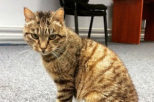 Кошка Матроска нашла столичных "женихов" Кошка Матроска нашла столичных "женихов"