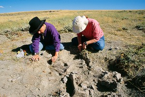 Найдены останки уникального верблюда Найдены останки уникального верблюда