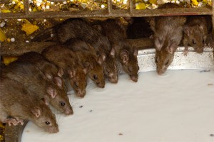 Британию атаковали гигантские крысы Британию атаковали гигантские крысы