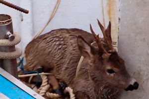 Рыбак поймал в Адриатическом море оленя Рыбак поймал в Адриатическом море оленя