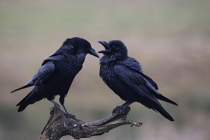 Сотни ворон погибли на кладбище в Таганроге Сотни ворон погибли на кладбище в Таганроге