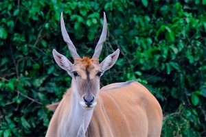 Антилопа убила жирафа в зоопарке Антилопа убила жирафа в зоопарке