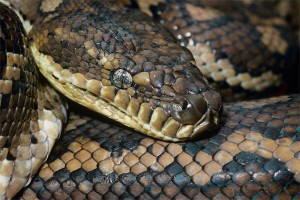 Шестиметровый питон съел старого кота и умер Шестиметровый питон съел старого кота и умер