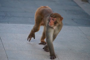 В крымском парке нашли обезьян-нелегалов В крымском парке нашли обезьян-нелегалов