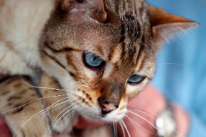 Кота Симбу закатали в бетон на месяц Кота Симбу закатали в бетон на месяц