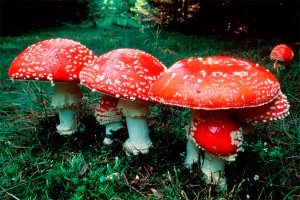 Жительница Татарстана лечила рак мухоморами Жительница Татарстана лечила рак мухоморами