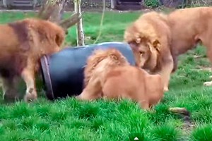 Лев с бочкой на голове стал звездой YouTube Лев с бочкой на голове стал звездой YouTube