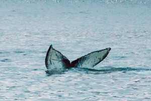 Пассажирский корабль врезался в кита Пассажирский корабль врезался в кита