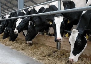 На «спасение» брянского мясного скотоводства выделено 1,2 миллиарда