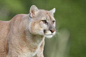 Пума приняла дом американца за свой Пума приняла дом американца за свой