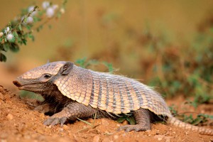 Тещу ранила отлетевшая от броненосца пуля Тещу ранила отлетевшая от броненосца пуля