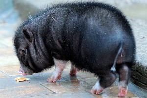 Семья поросят отказалась от Обамы Семья поросят отказалась от Обамы