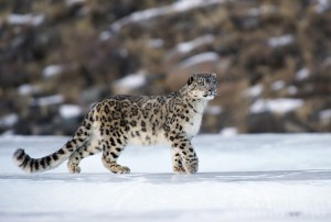 Фотограф Малеев покажет «Дикую природу России»