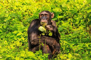 Ученые: Шимпанзе предсказывают будущее Ученые: Шимпанзе предсказывают будущее
