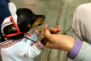 Собак в Киеве одели в вышиванки и шаровары Собак в Киеве одели в вышиванки и шаровары