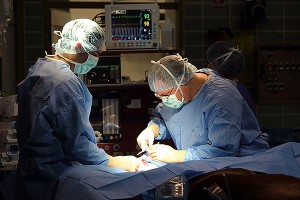 Аорту студентки могли тайно продать богачам Аорту студентки могли тайно продать богачам