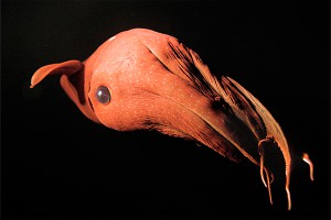 Адские вампиры размножаются быстрее всех Адские вампиры размножаются быстрее всех