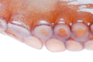 Ученые нашли щупальца у предков человека Ученые нашли щупальца у предков человека