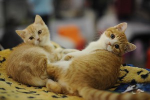 В России наградят котов-героев В России наградят котов-героев