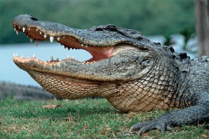 Аллигатор отомстил неловкому дрессировщику Аллигатор отомстил неловкому дрессировщику