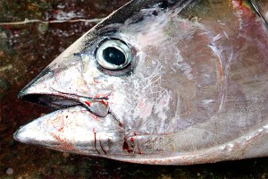 В США мужчину запекли в духовке с тунцом В США мужчину запекли в духовке с тунцом