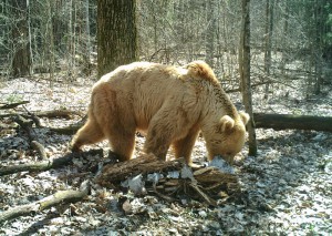 Старейший медведь «Брянского леса» попал в фотоловушку