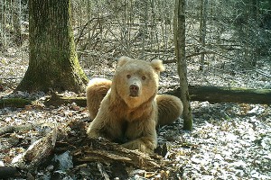 В брянском лесу нашли медведя-блондина В брянском лесу нашли медведя-блондина